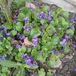 Viola odorata Habit