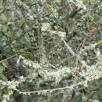 Quercus rotundifolia Arall