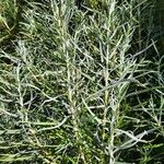 Salix rosmarinifoliaDeilen