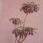 Kalanchoe daigremontiana 花