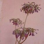 Kalanchoe daigremontiana പുഷ്പം