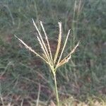 Bothriochloa ischaemum 花