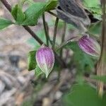 Clematis viorna Virág