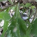 Leucanthemum adustum Blad