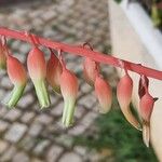 Gasteria disticha Flower