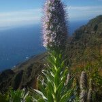 Echium hierrense Habit
