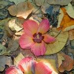 Hibiscus tiliaceus 花