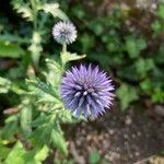 Echinops ritro花