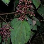 Miconia granatensis Іншае