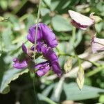Otoptera burchellii Flower