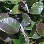 Hoya australis Levél
