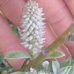Salix helvetica Λουλούδι