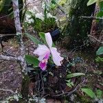 Cattleya trianae 葉