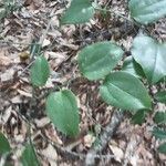 Smilax rotundifolia Leaf