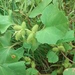 Xanthium orientale Blatt