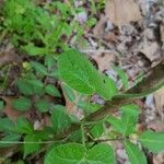 Matelea decipiens 整株植物