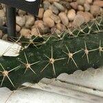 Echinocereus pentalophus Leaf