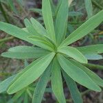 Euphorbia lamarckii Hoja