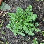 Cardamine flexuosa Folha