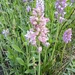 Orchis × bergonii Flor