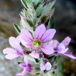 Lythrum salicaria Blomst