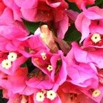 Bougainvillea glabraFlor