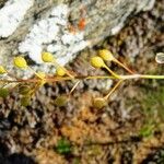 Kernera saxatilis Fruit