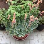 Echeveria secundaपत्ता