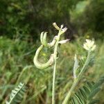 Astragalus hamosus Gyümölcs