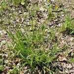 Carex cherokeensis आदत