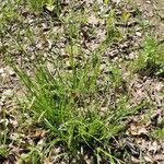 Carex cherokeensis Habit