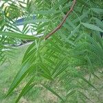 Schinus areira Leaf