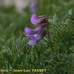 Vicia cusnae Flower