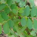 Phyllanthus tenellus Blatt