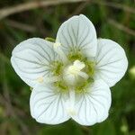 Parnassia palustris Kvet
