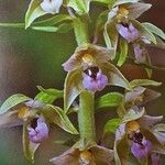 Epipactis helleborine Flower