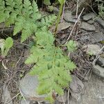 Asplenium adiantum-nigrum چھال