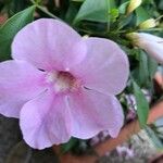 Pandorea jasminoides Λουλούδι