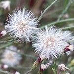 Symphyotrichum subulatum Plod