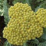 Achillea clypeolata Цветок