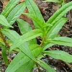 Lysimachia thyrsiflora Blatt