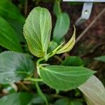 Begonia meridensis葉