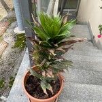 Dracaena acaulis Folha