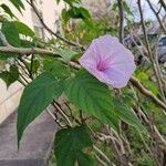 Ipomoea carneaFlower