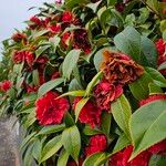 Camellia sasanqua Hábito