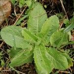 Lactuca virosa Leaf