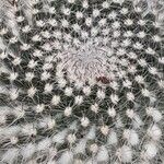 Mammillaria hahniana 葉