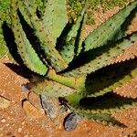 Aloe marlothii Hoja