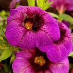 Calibrachoa parviflora Flower