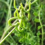 Astragalus hamosus 果實